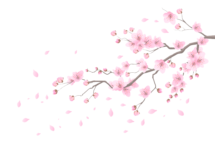 Cherry Blossoms Petals Png Png Image Collection